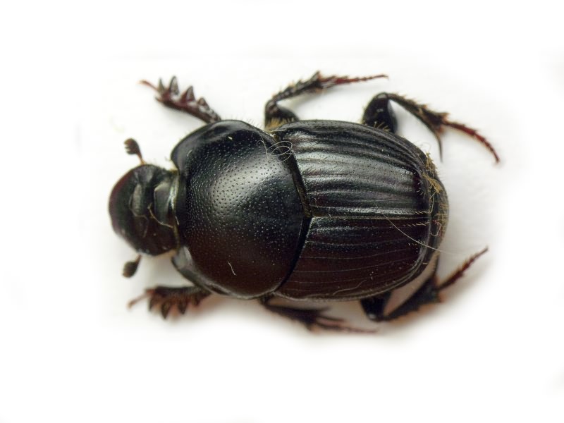 Scarabaeidae Latreille, 1802